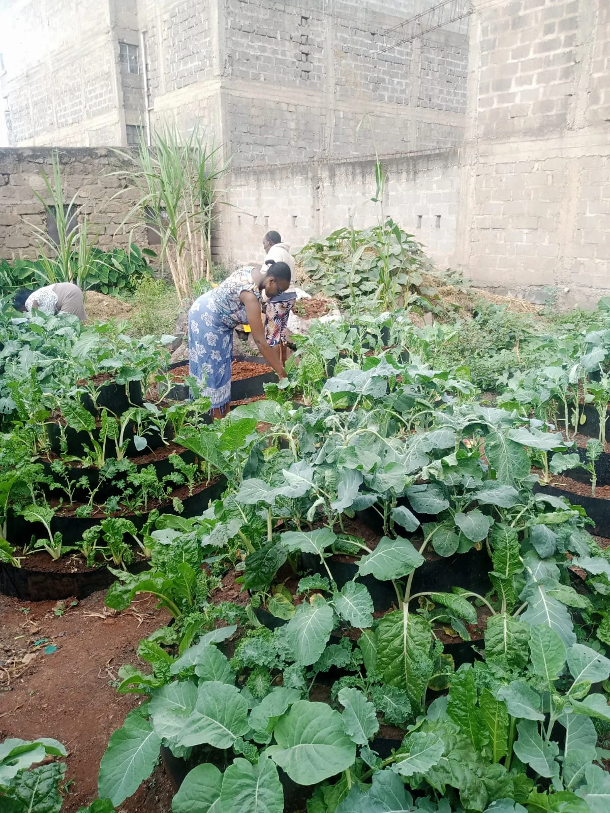 Economic Empowerment Program